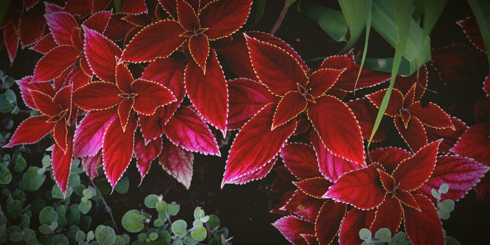 Fleurs de Noël